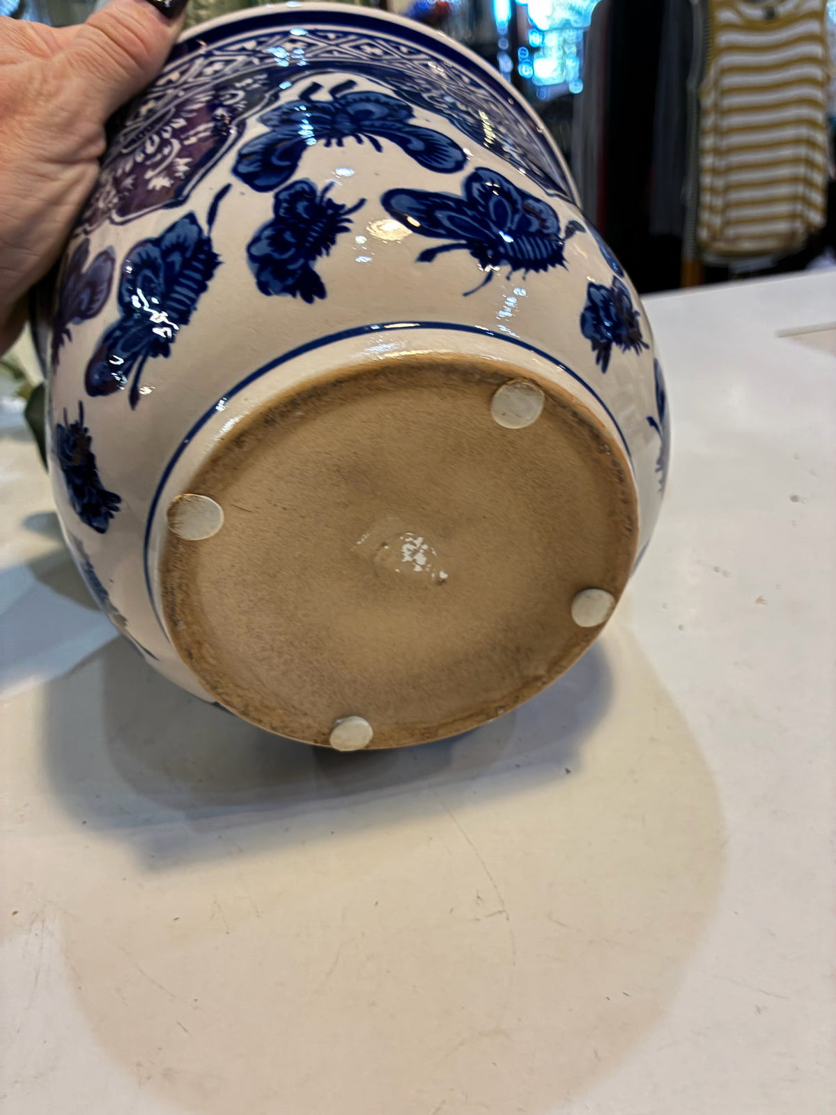 Orchis Plant In Blue & White Bowl