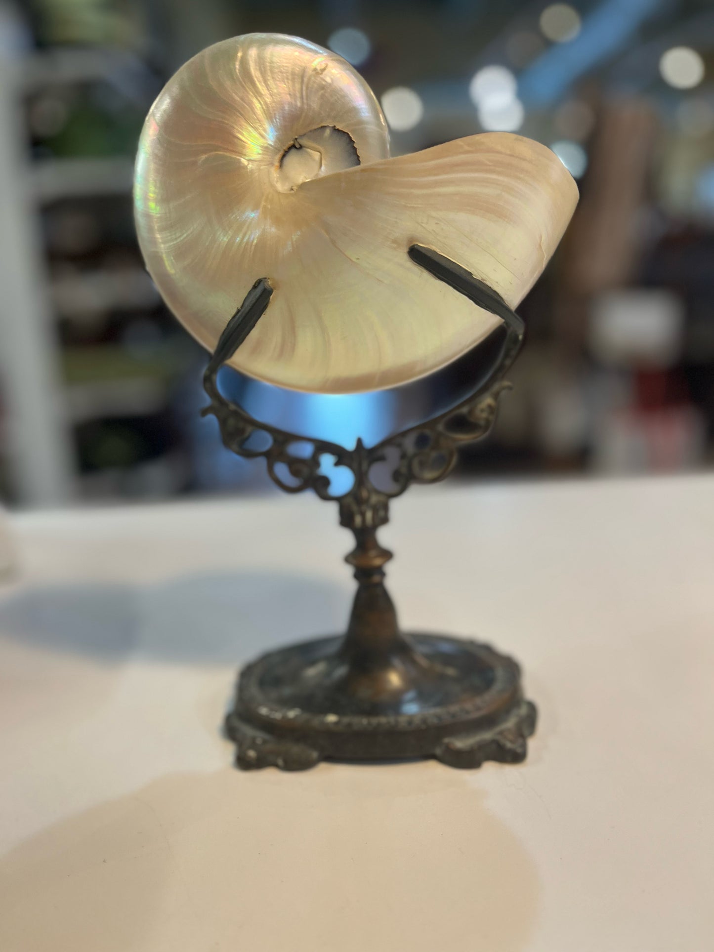 Maitland Smith Small Nautilus Shell Figurine