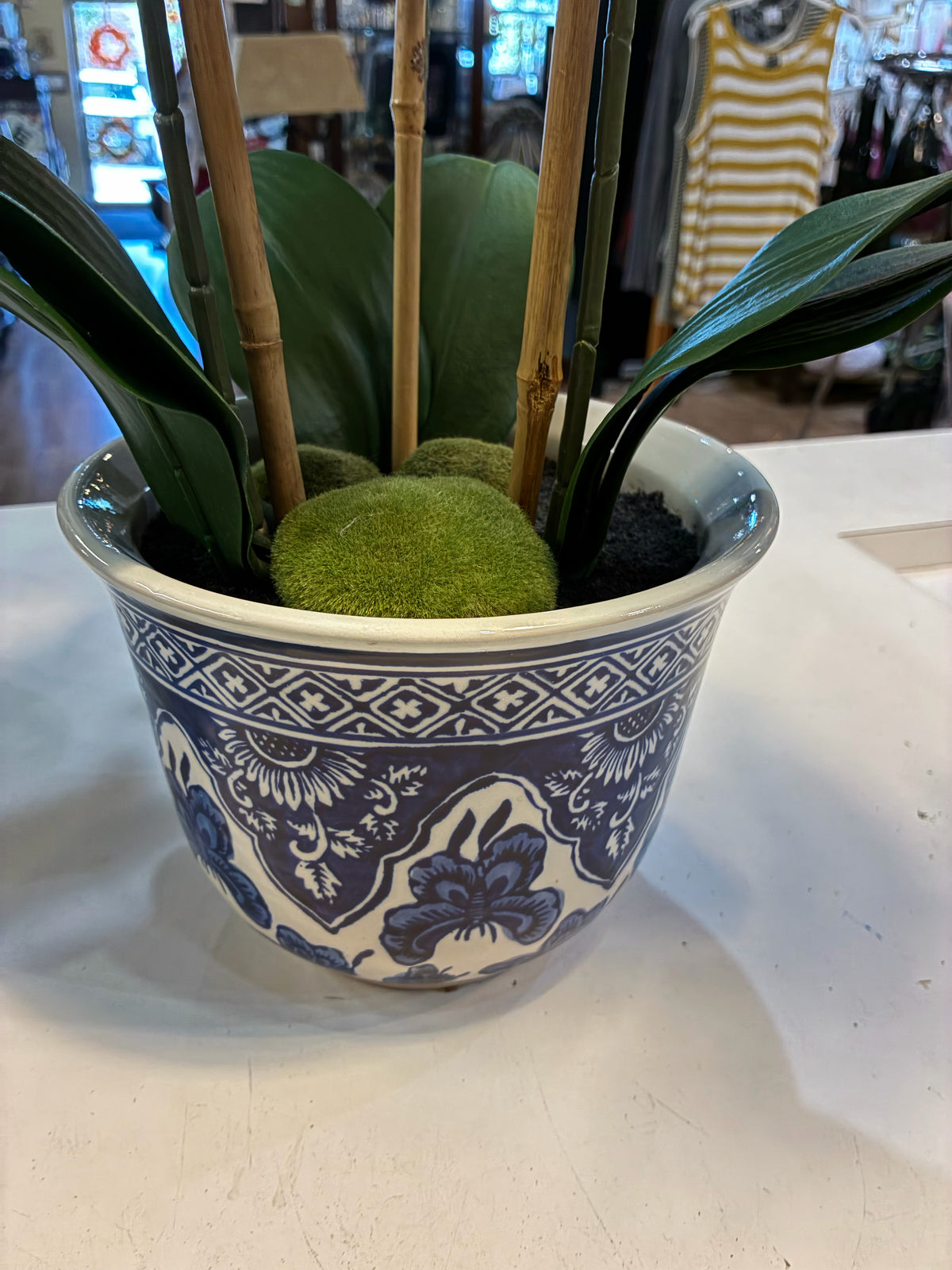 Orchis Plant In Blue & White Bowl