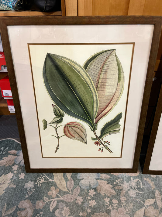 Framed Botanical Print II by Wallace Art