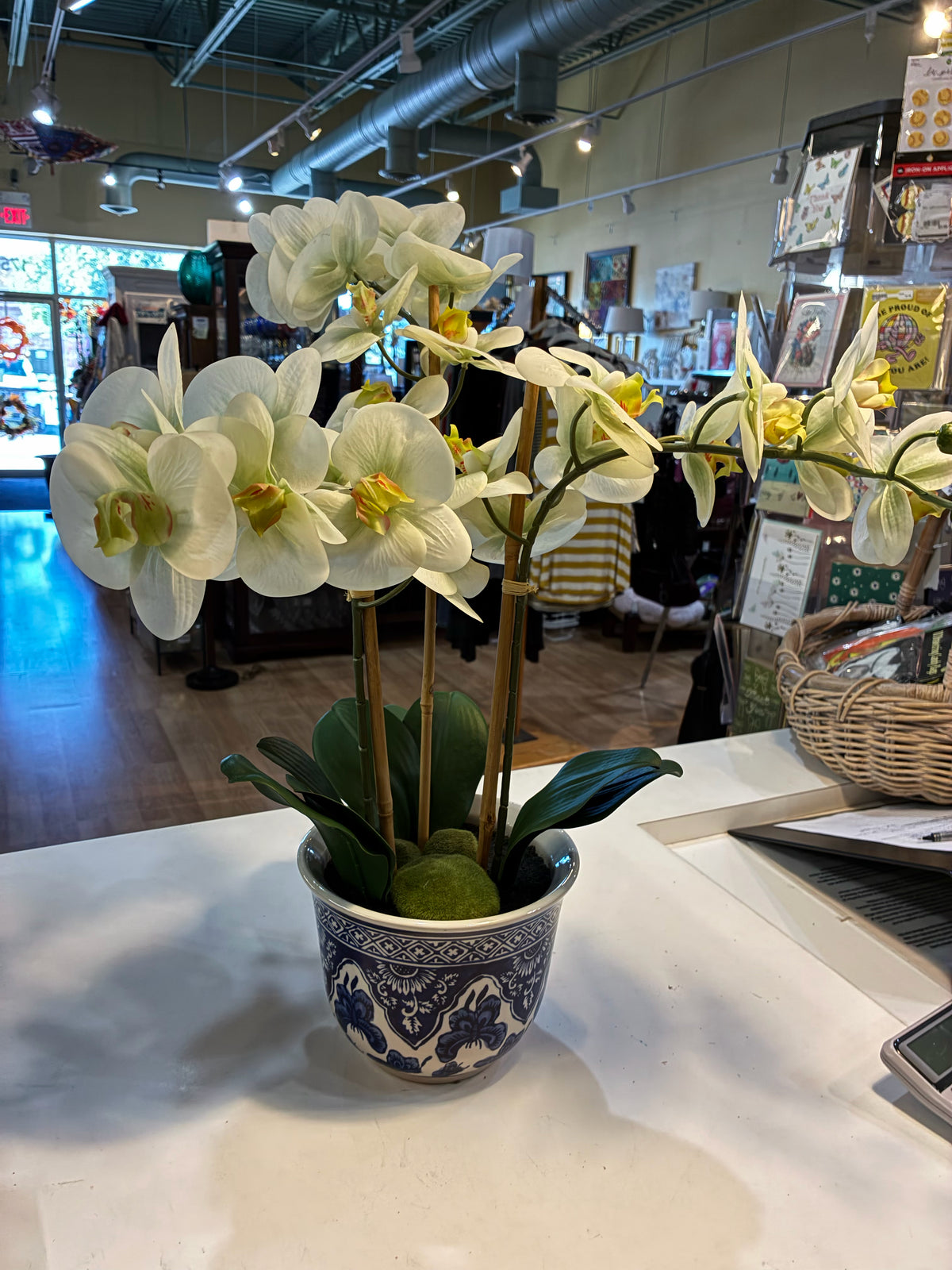 Orchis Plant In Blue & White Bowl