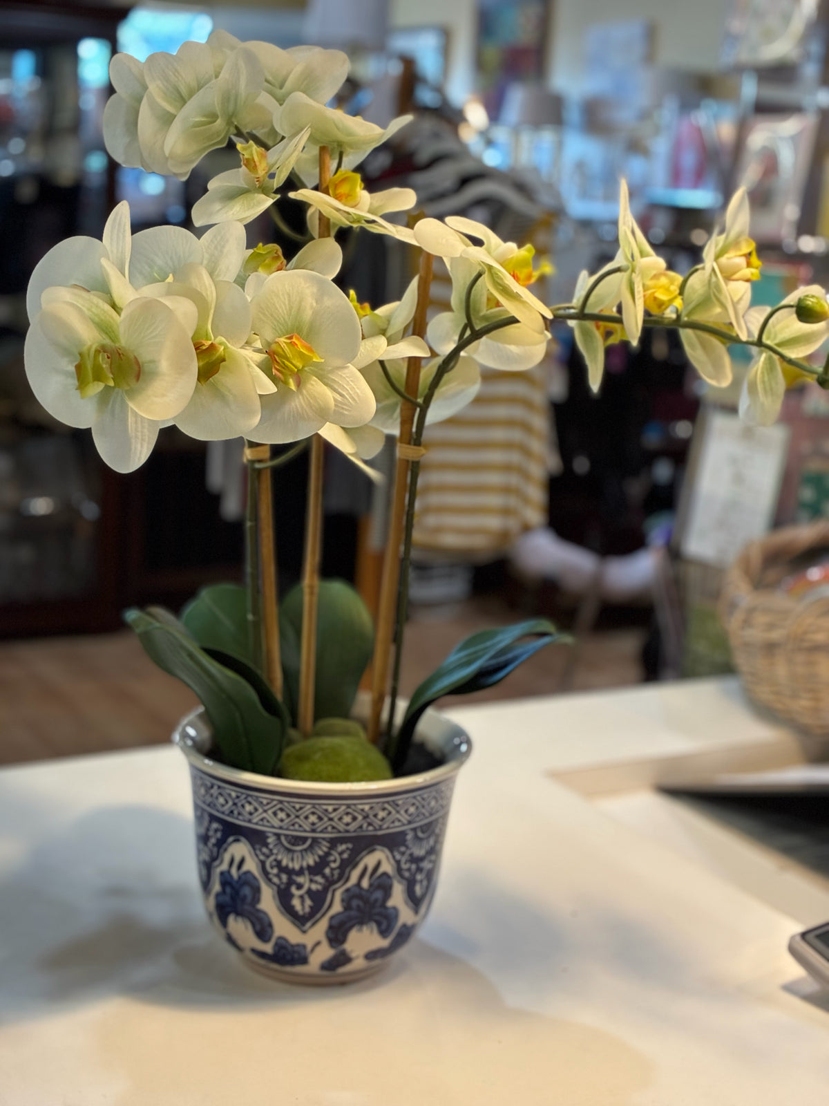 Orchis Plant In Blue & White Bowl